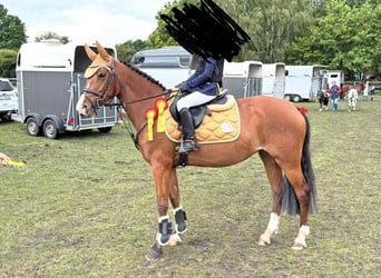 Deutsches Reitpony, Stute, 7 Jahre, 148 cm, Brauner