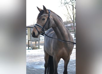 Deutsches Reitpony, Stute, 7 Jahre, 148 cm, Buckskin