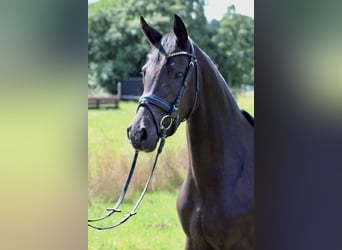 Deutsches Reitpony, Stute, 7 Jahre, 148 cm, Dunkelbrauner