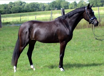 Deutsches Reitpony, Stute, 7 Jahre, 148 cm, Dunkelbrauner