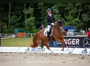 Deutsches Reitpony, Stute, 7 Jahre, 148 cm, Fuchs