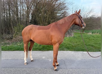 Deutsches Reitpony, Stute, 7 Jahre, 148 cm, Fuchs