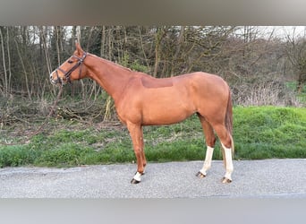 Deutsches Reitpony, Stute, 7 Jahre, 148 cm, Fuchs