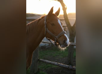 Deutsches Reitpony, Stute, 7 Jahre, 148 cm, Fuchs