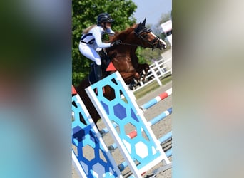 Deutsches Reitpony, Stute, 7 Jahre, 148 cm, Fuchs