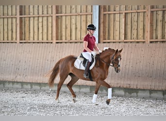 Deutsches Reitpony, Stute, 7 Jahre, 148 cm, Fuchs