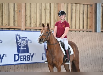 Deutsches Reitpony, Stute, 7 Jahre, 148 cm, Fuchs