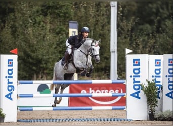 Deutsches Reitpony, Stute, 7 Jahre, 148 cm, Schimmel