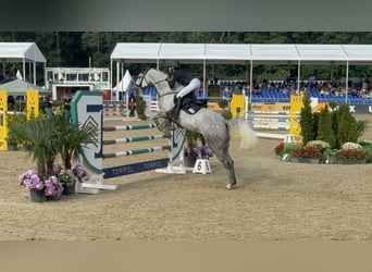 Deutsches Reitpony, Stute, 7 Jahre, 149 cm, Apfelschimmel