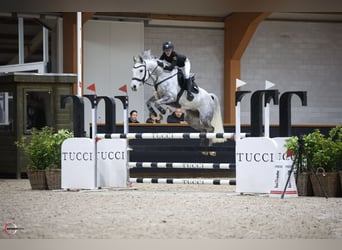Deutsches Reitpony, Stute, 7 Jahre, 149 cm, Apfelschimmel