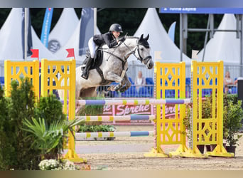 Deutsches Reitpony, Stute, 7 Jahre, 149 cm, Apfelschimmel