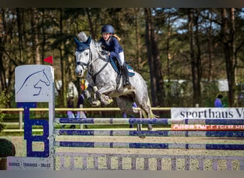 Deutsches Reitpony, Stute, 7 Jahre, 149 cm, Apfelschimmel