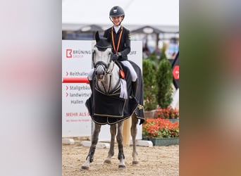 Deutsches Reitpony, Stute, 7 Jahre, 149 cm, Apfelschimmel