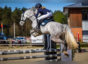 Deutsches Reitpony, Stute, 7 Jahre, 149 cm, Apfelschimmel