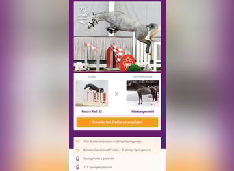 Deutsches Reitpony, Stute, 7 Jahre, 149 cm, Apfelschimmel
