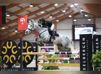 Deutsches Reitpony, Stute, 7 Jahre, 149 cm, Apfelschimmel