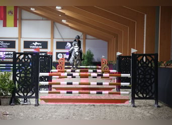 Deutsches Reitpony, Stute, 7 Jahre, 149 cm, Apfelschimmel