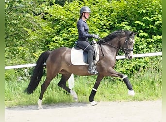 Deutsches Reitpony, Stute, 7 Jahre, 149 cm, Brauner