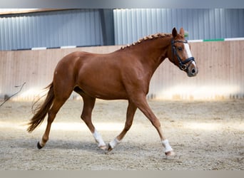 Deutsches Reitpony, Stute, 7 Jahre, 149 cm, Red Dun