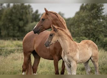 Deutsches Reitpony, Stute, 7 Jahre, 150 cm, Fuchs