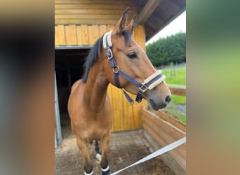 Deutsches Reitpony, Stute, 7 Jahre, 151 cm, Brauner