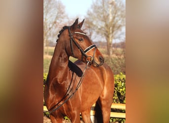 Deutsches Reitpony, Stute, 7 Jahre, 151 cm, Brauner