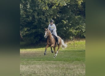 Deutsches Reitpony, Stute, 7 Jahre, 151 cm, Falbe