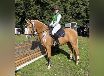 Deutsches Reitpony, Stute, 7 Jahre, 151 cm, Falbe