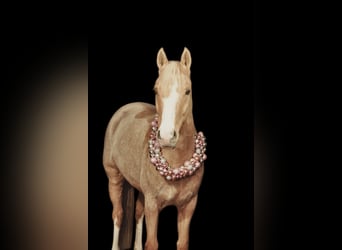 Deutsches Reitpony, Stute, 7 Jahre, 151 cm, Falbe