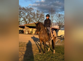 Deutsches Reitpony, Stute, 7 Jahre, 152 cm, Brauner