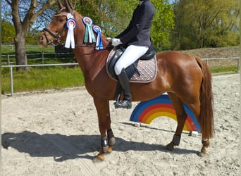 Deutsches Reitpony, Stute, 7 Jahre, 152 cm, Fuchs
