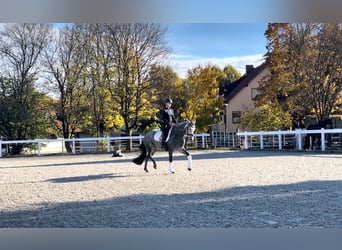 Deutsches Reitpony, Stute, 7 Jahre, 152 cm, Rappschimmel