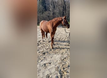 Deutsches Reitpony, Stute, 7 Jahre, 153 cm, Fuchs