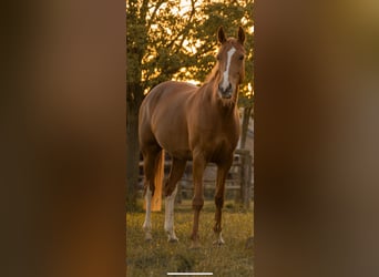 Deutsches Reitpony, Stute, 7 Jahre, 153 cm, Fuchs