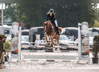 Deutsches Reitpony, Stute, 7 Jahre, 153 cm, Fuchs