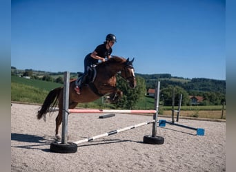 Deutsches Reitpony, Stute, 7 Jahre, 153 cm, Fuchs