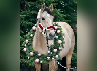 Deutsches Reitpony, Stute, 7 Jahre, 154 cm, Falbe