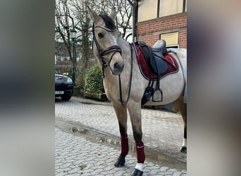 Deutsches Reitpony, Stute, 7 Jahre, 154 cm, Falbe