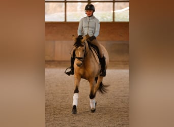 Deutsches Reitpony, Stute, 7 Jahre, 154 cm, Falbe