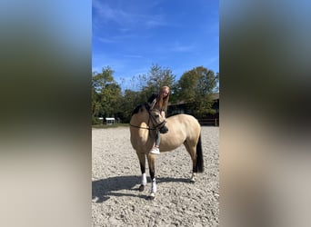 Deutsches Reitpony, Stute, 7 Jahre, 154 cm, Falbe