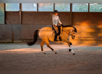 Deutsches Reitpony, Stute, 7 Jahre, 154 cm, Falbe