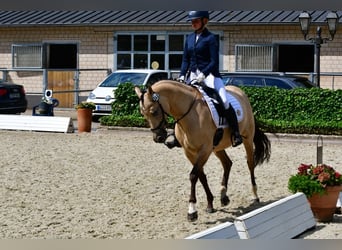 Deutsches Reitpony, Stute, 7 Jahre, 154 cm, Falbe