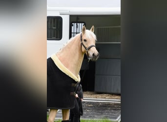 Deutsches Reitpony, Stute, 7 Jahre, 154 cm, Palomino