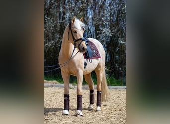 Deutsches Reitpony, Stute, 7 Jahre, 154 cm, Palomino