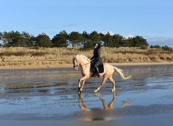 Deutsches Reitpony, Stute, 7 Jahre, 154 cm, Palomino