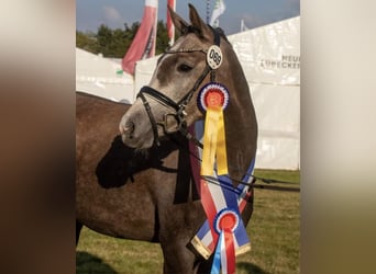 Deutsches Reitpony, Stute, 7 Jahre, 154 cm, Schimmel
