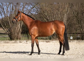 Deutsches Reitpony, Stute, 7 Jahre, 155 cm, Hellbrauner