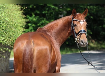 Deutsches Reitpony, Stute, 7 Jahre, 156 cm, Fuchs