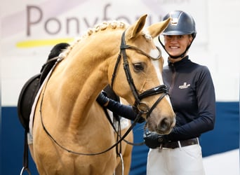 Deutsches Reitpony, Stute, 7 Jahre, 156 cm, Palomino