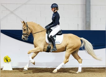Deutsches Reitpony, Stute, 7 Jahre, 156 cm, Palomino
